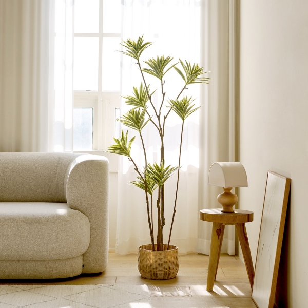 조화나무 시리즈