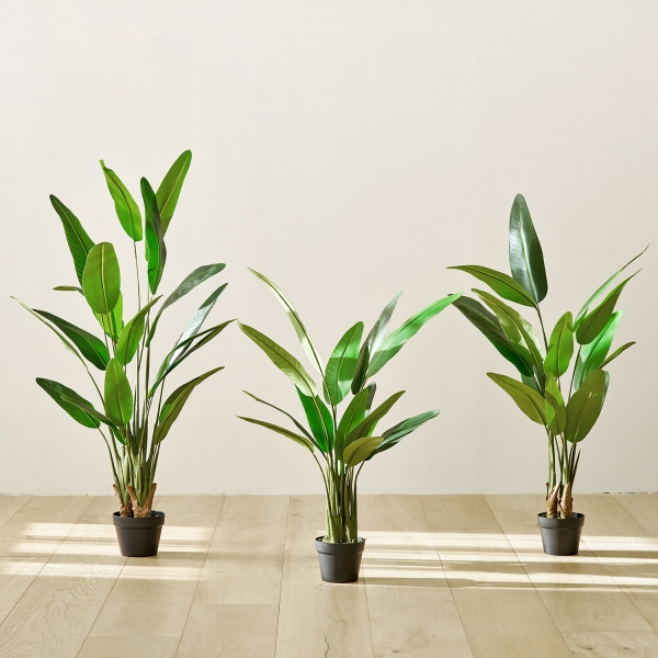 조화나무 시리즈