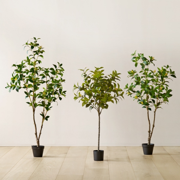 조화나무 시리즈