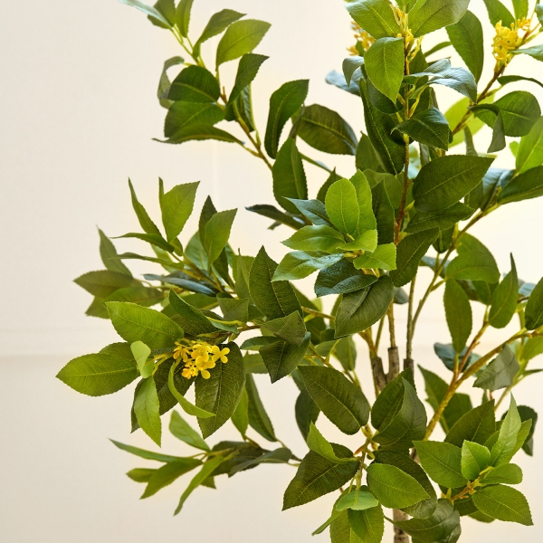 조화나무 시리즈