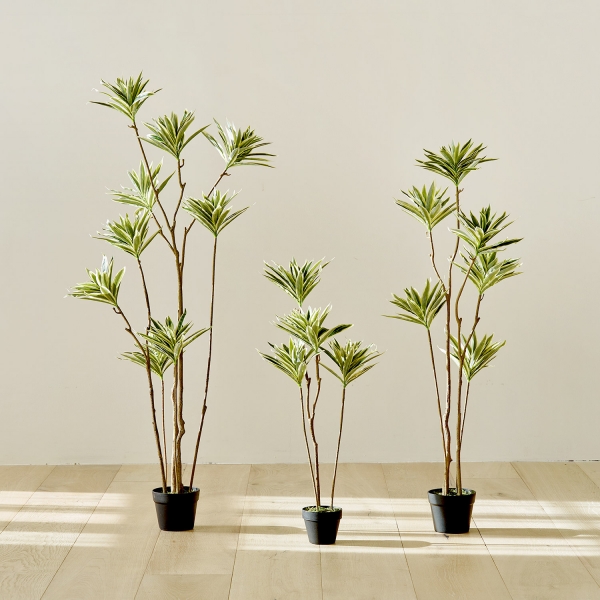 조화나무 시리즈