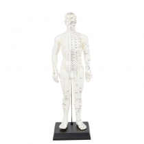 모형- 경혈인형 50cm(소) 진산