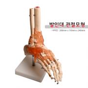 모형-발골격(인대관절) 진산