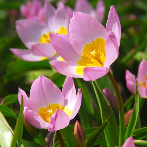 원종튤립-바케리 라일락 원더