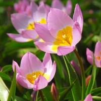 원종튤립-바케리 라일락 원더