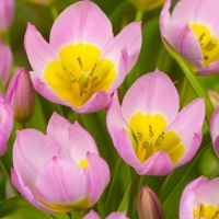 원종튤립-바케리 라일락 원더