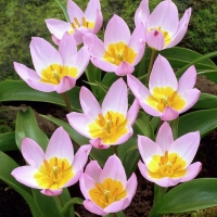 원종튤립-바케리 라일락 원더