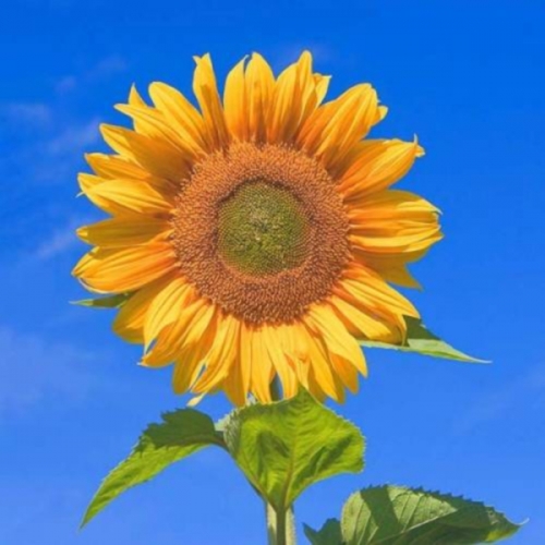 해바라기(종자-씨앗)-일반용 해바라기