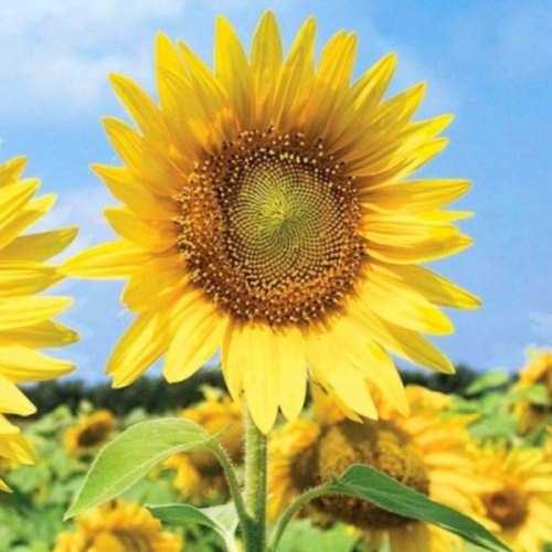 해바라기(종자-씨앗)-왜성 해바라기 1kg
