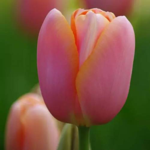 튤립-멘톤(유냉)