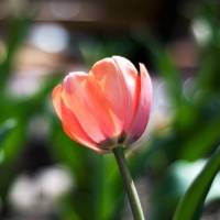 튤립-멘톤(유냉)