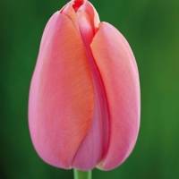 튤립-멘톤(유냉)