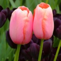 튤립-멘톤(유냉)