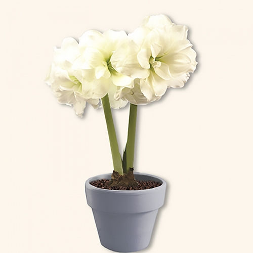 아마릴리스 - 알프레스코 (중)