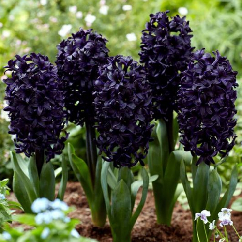 히야신스 포트-미드나이트 스카이