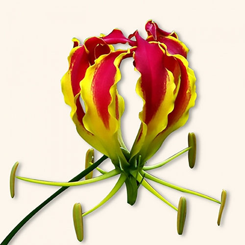 글로리오사 로스휠디아나 (불새) 촉 1개