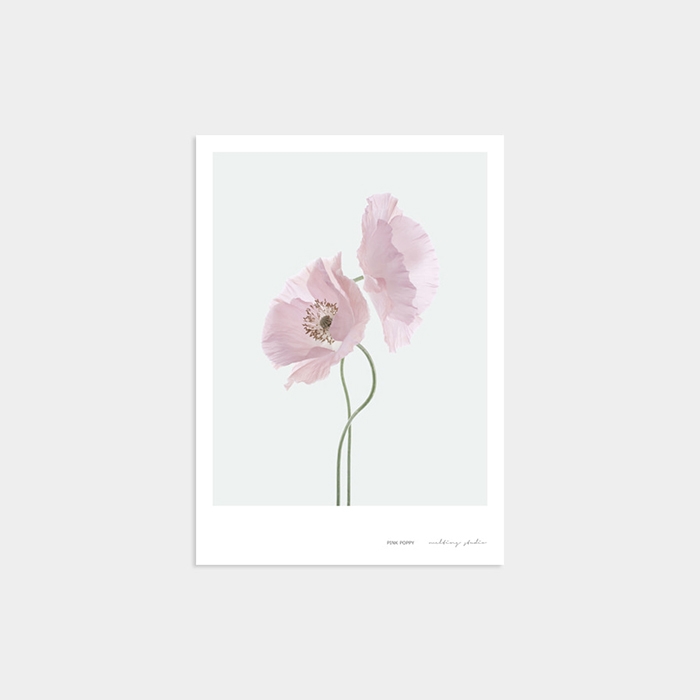 PINK POPPY