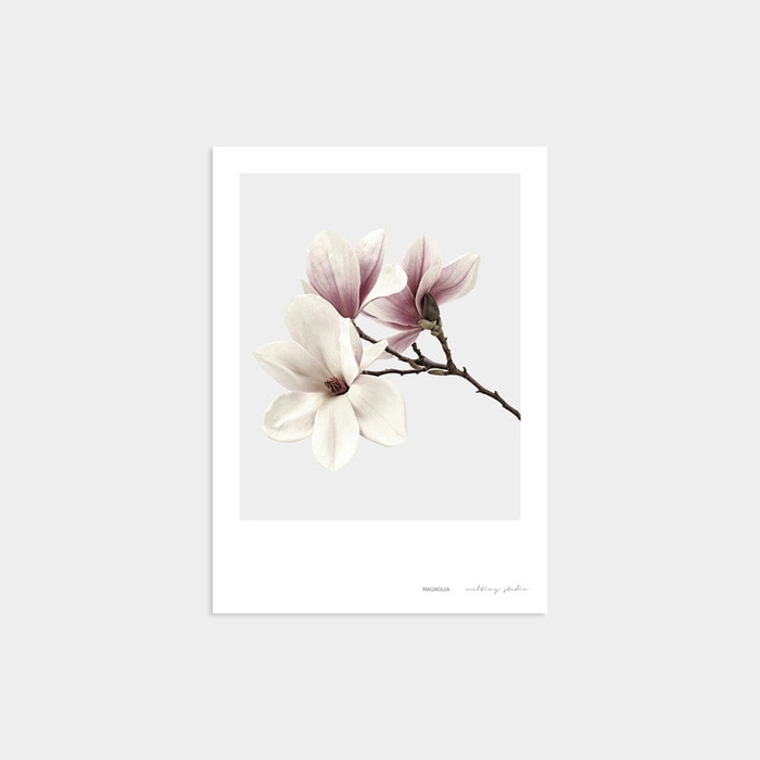 MAGNOLIA