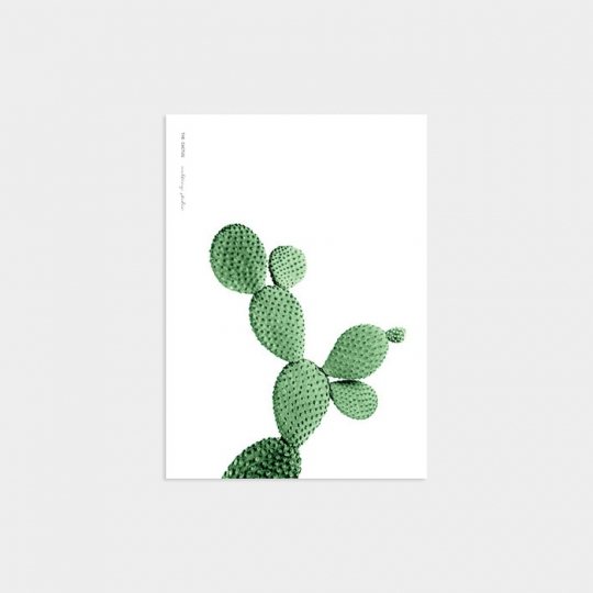 THE CACTUS WHITE