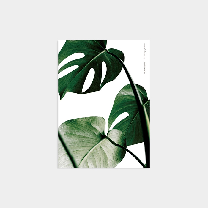 TROPICAL MONSTERA WHITE