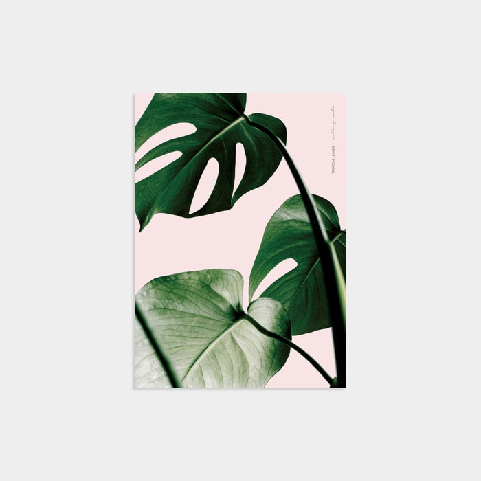 TROPICAL MONSTERA PINK