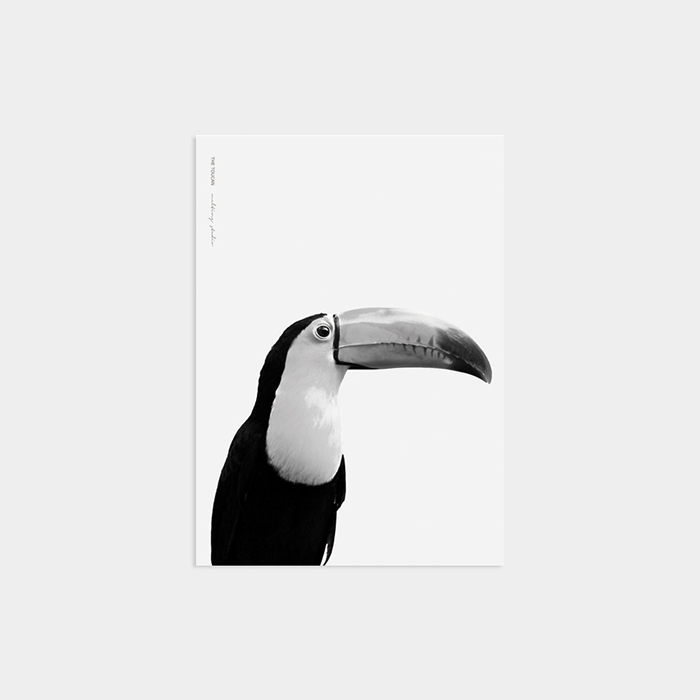 TOUCAN