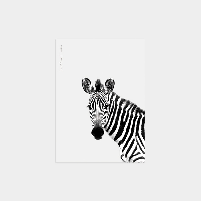 THE ZEBRA