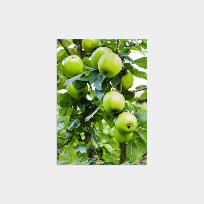 Green apple tree