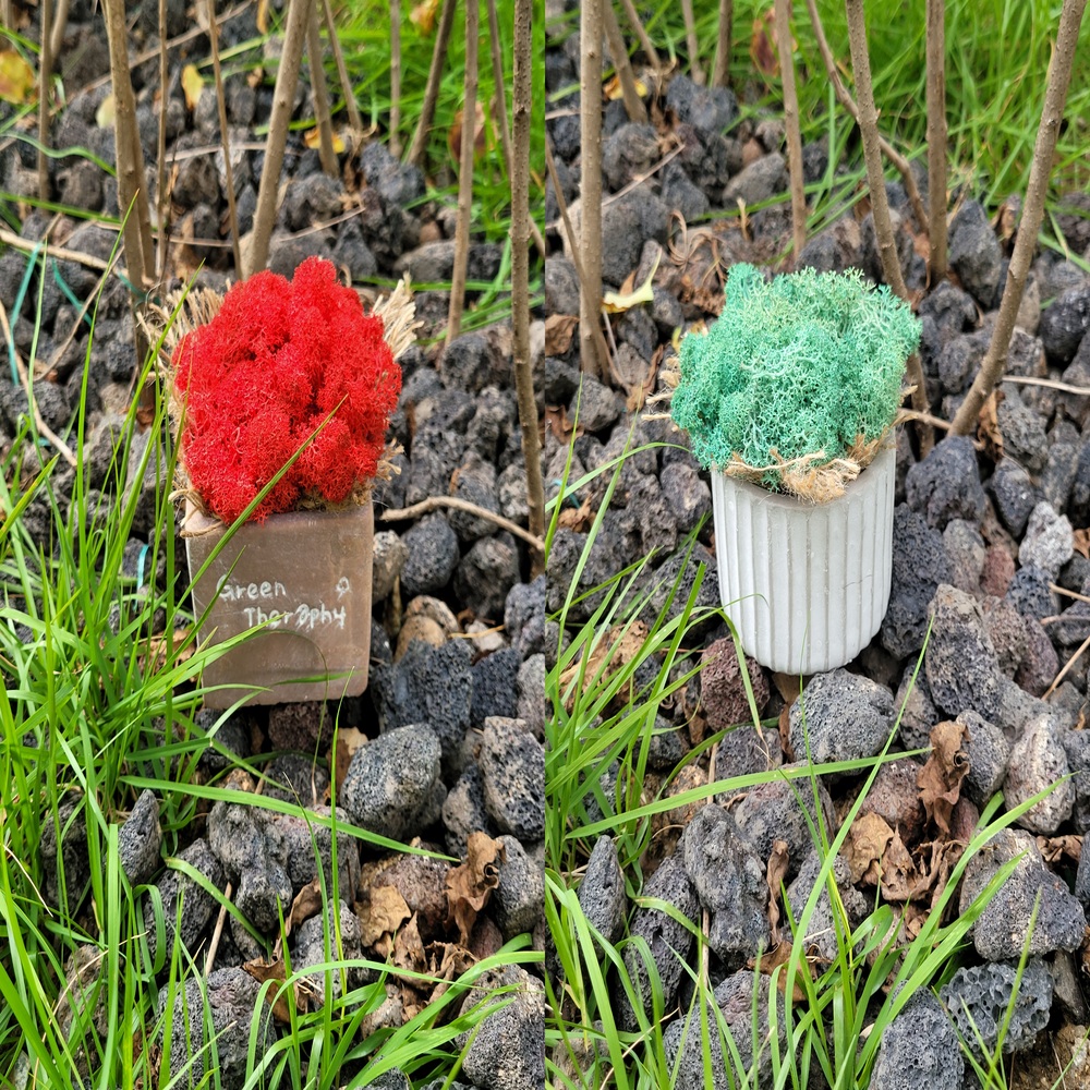 [에코비아]스칸디아모스 천연이끼 공기정화식물 인테리어선물화분 Green사각/원형줄무늬화분