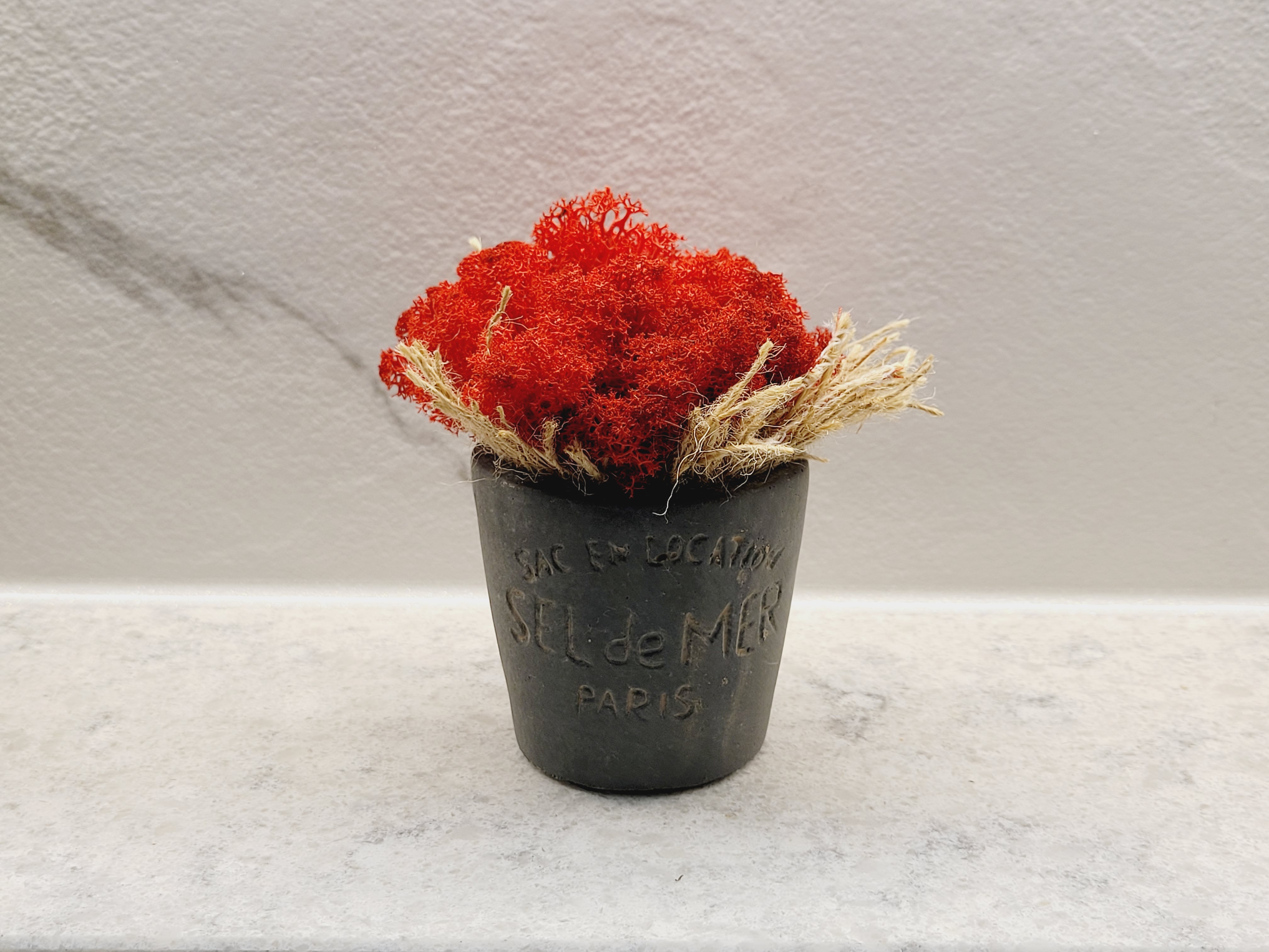 [에코비아]스칸디아모스 천연이끼 공기정화식물 인테리어선물화분 PARIS원형화분