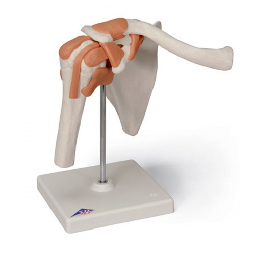 어깨관절 인체 모형