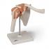 어깨관절 인체 모형