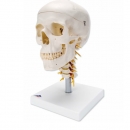 경추 연결 두개골 인체 모형