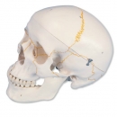 두개골 인체 모형