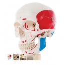 채색 두개골 인체 모형