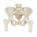 움직이는 대퇴골두를 포함한 골반골격 인체 모형