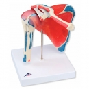 회전근 포함 어깨 관절 인체 모형