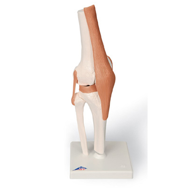 무릎관절 인체 모형