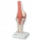무릎 인체 모형