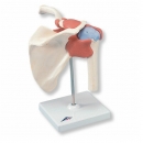고급형어깨관절(견관절) 인체 모형