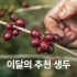 [8월 추천 생두]에티오피아 예가체프 G1 아리차 우반치내추럴