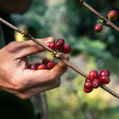 콜롬비아 엘 카프리초 카투라 워시드