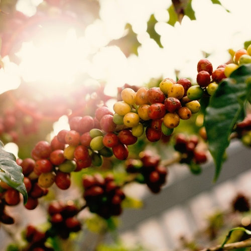 에티오피아 예가체프 G1 아리차 내추럴