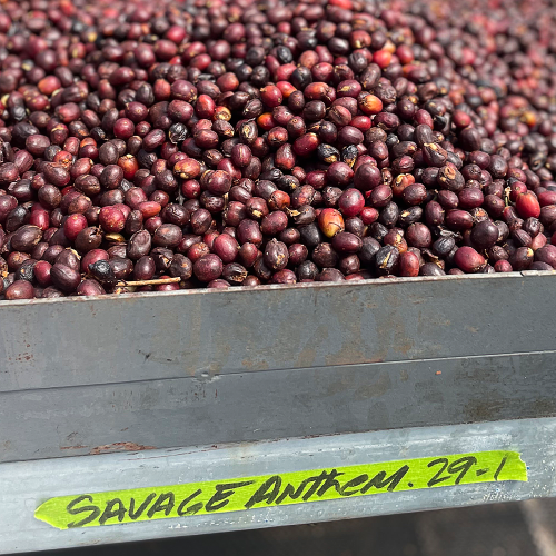 파나마 세비지 앤썸 게이샤 내추럴