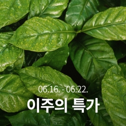 [이주의 특가]콜롬비아 피탈리토 알토 아폰테 카투라 허니