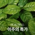 [품절]콜롬비아 피탈리토 알토 아폰테 카투라 허니