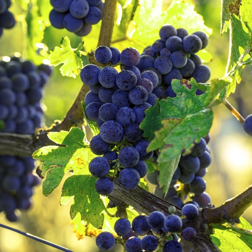 콜롬비아 캄포 에르모소 카투라 허니 그레이프 모스토 CO 퍼먼티드