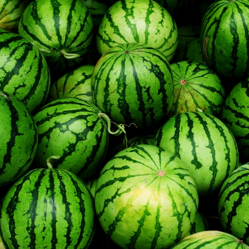 콜롬비아 캄포 에르모소 카투라 허니 워터멜론 모스토 CO 퍼먼티드