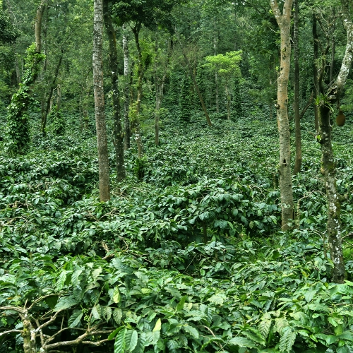 인도네시아 베너 메리아 클래식 내추럴