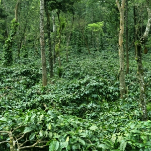 인도네시아 베너 메리아 클래식 내추럴